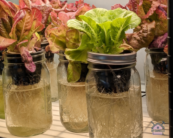 "Growing healing — inside the Tisetso Hydroponic greenhouse"